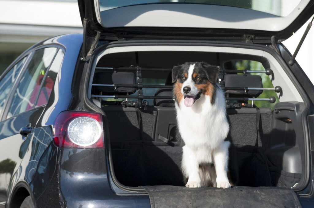 Voyage avec un chien en voiture
